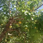 Matina Paros Νάουσα