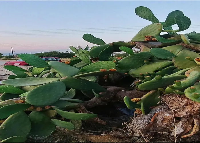 Matina Paros Naousa (Paros)
