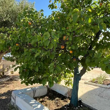 Matina Paros ناوسا